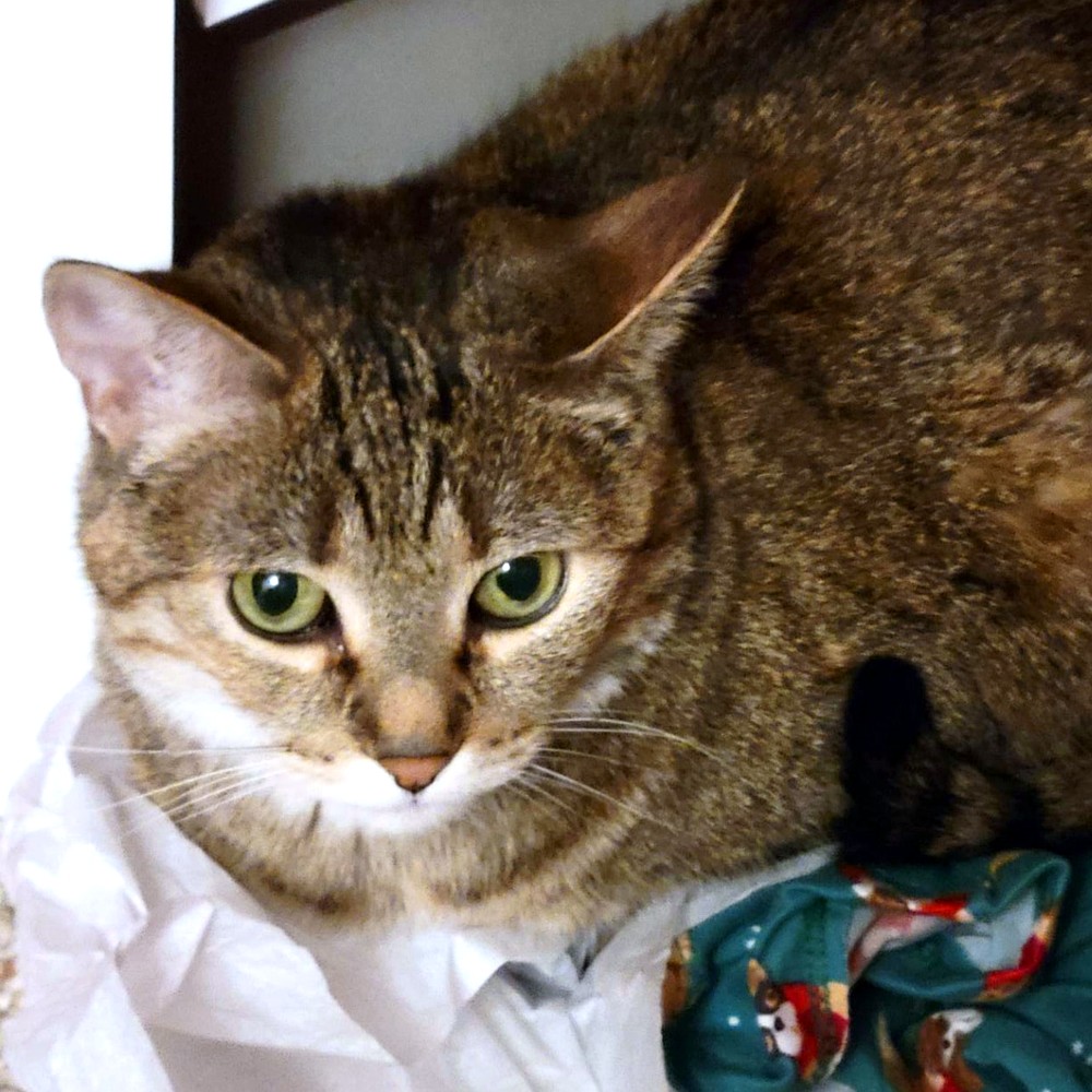 Photo of the real Alex, the sweetheart of Tammy's feline family