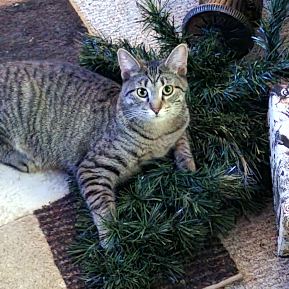 Photo of the real Shaw, the brave fighter of Tammy's feline family