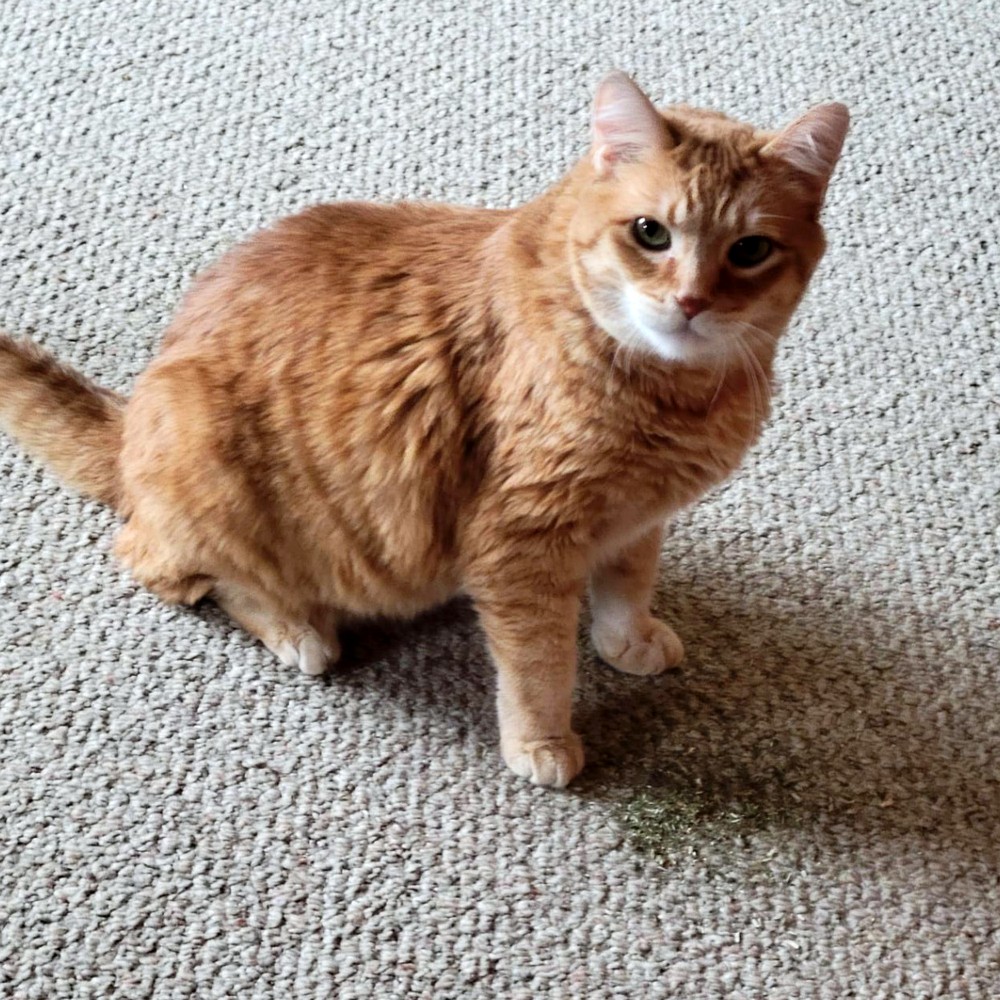 Photo of the real Sharpie, the mystery of Tammy's feline family