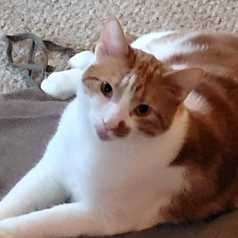 Photo of the real Stanley, the adventurer of Tammy's feline family