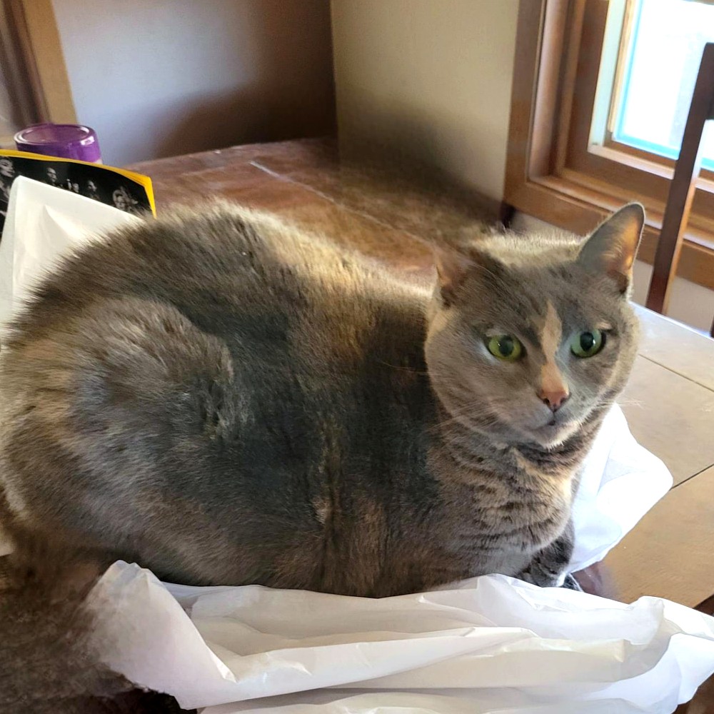 Photo of the real Hawk, the watcher of Tammy's feline family